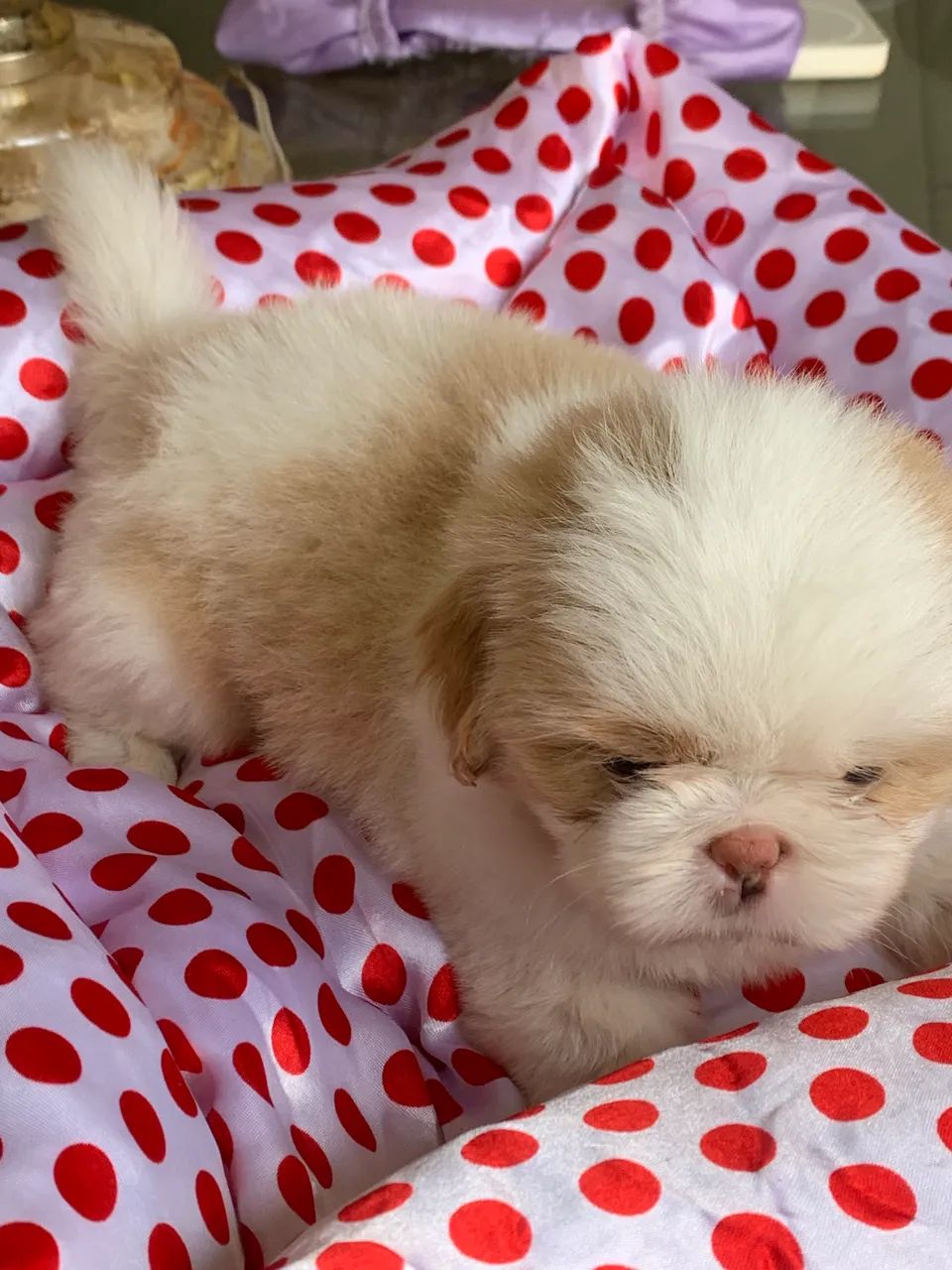 Shihtzu  - Foto 2