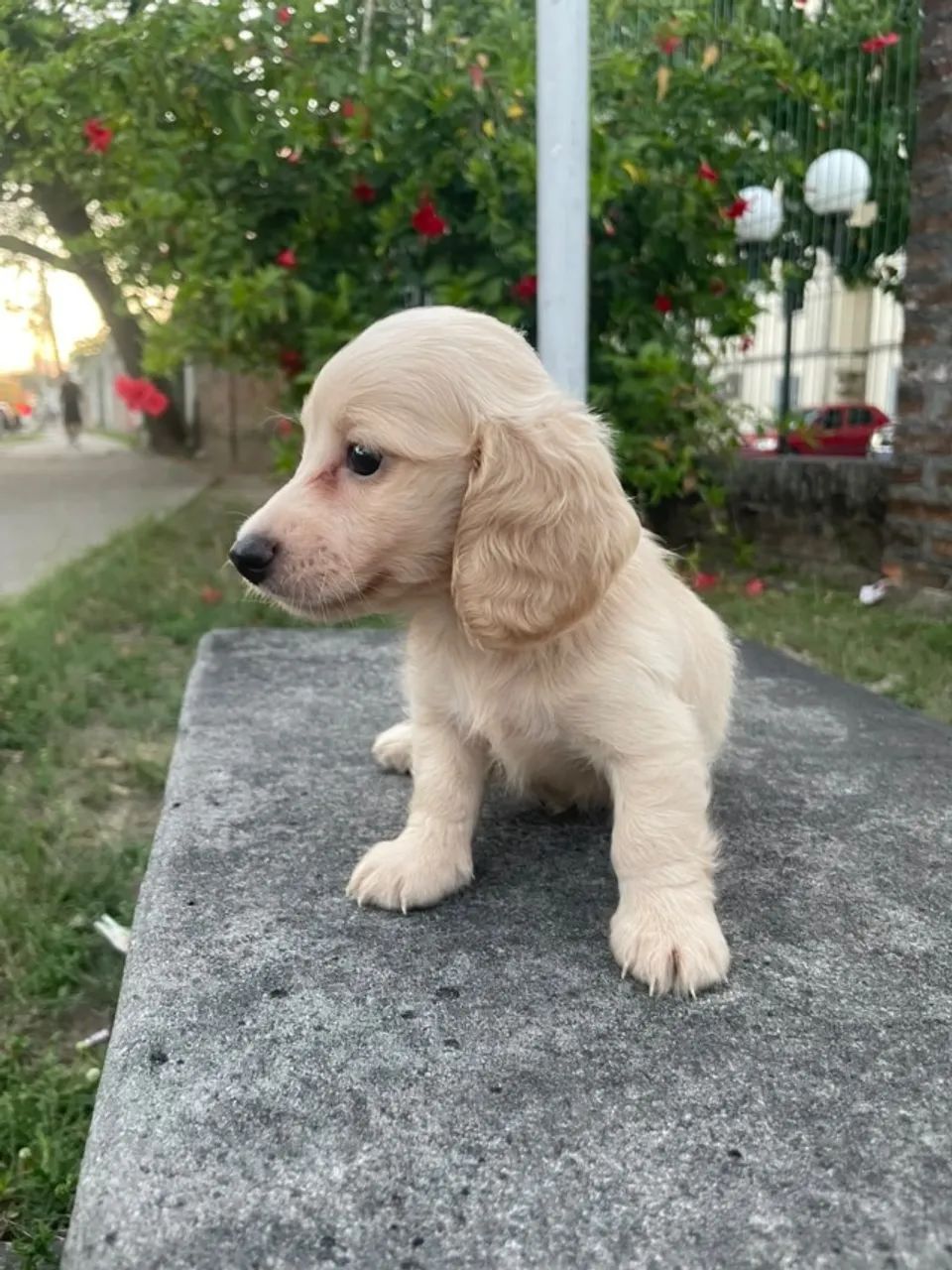 Conheça os pequenos do Imperior dos Dachs  - Foto 5