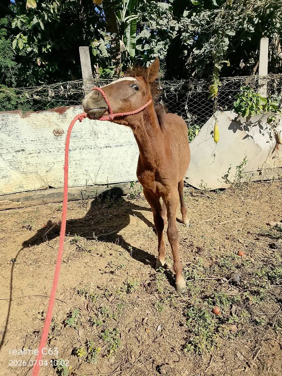 Potro - Foto 3