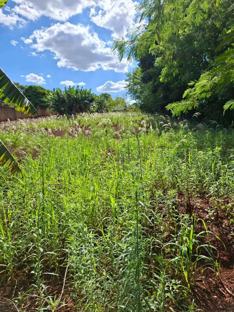 Terreno Padrão em Maringá - Foto 3