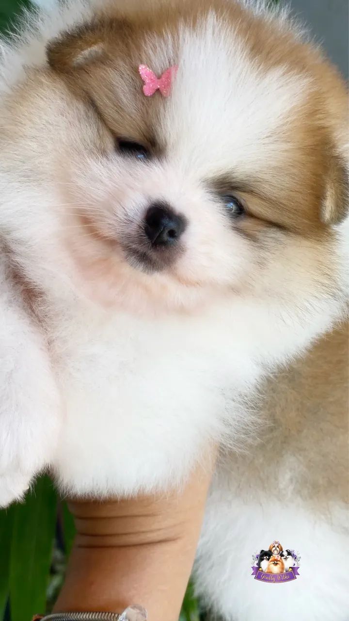 Spitz Alemão com pedigree  - Foto 2