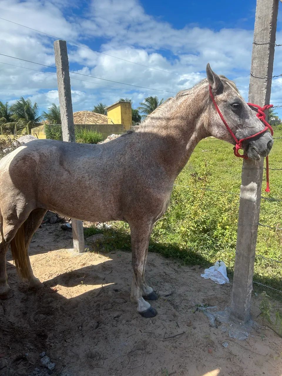 Vendo égua mangalarga - Foto 2