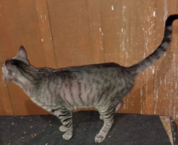 Doação de dois gatos machos - Foto 2