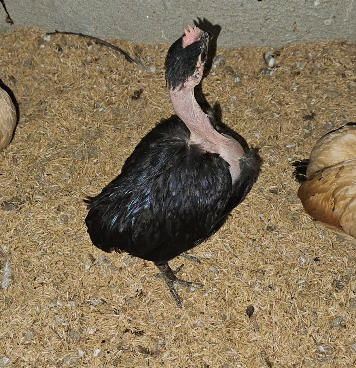 Frango mini garnizé modelado suro polaco 3 meses - Foto 2