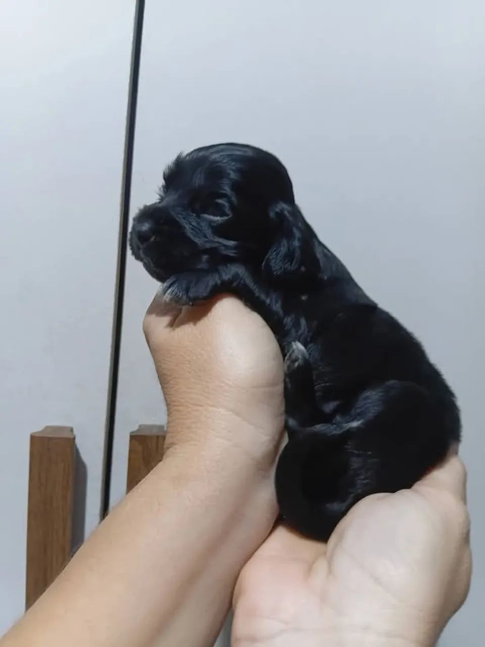 Cocker Spaniel inglês  - Foto 3