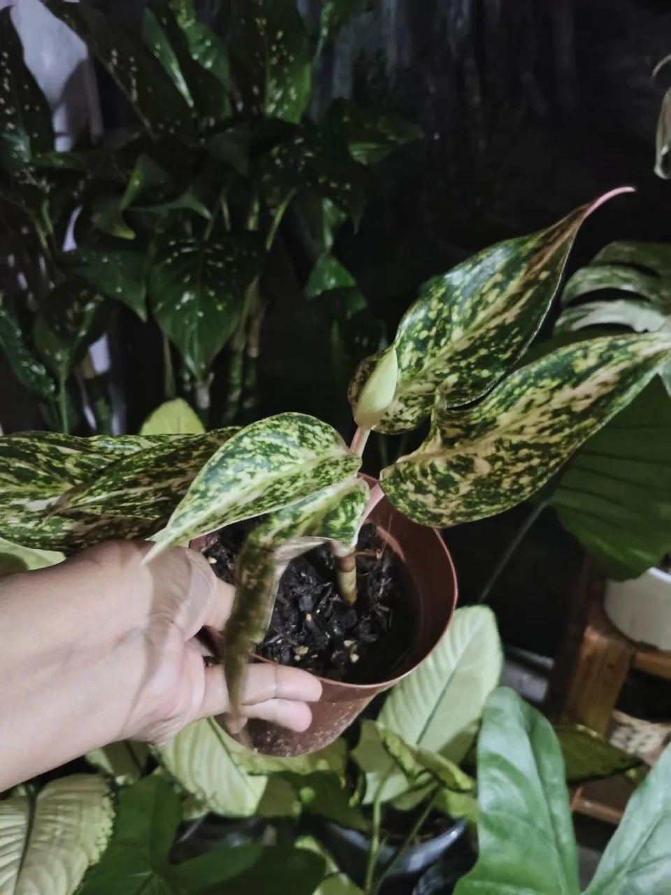 Vendo aglaonema  - Foto 2