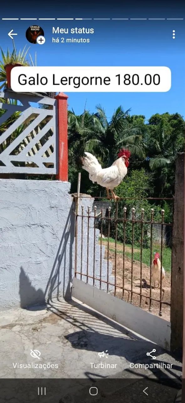 Galos, galinhas na postura  - Foto 3