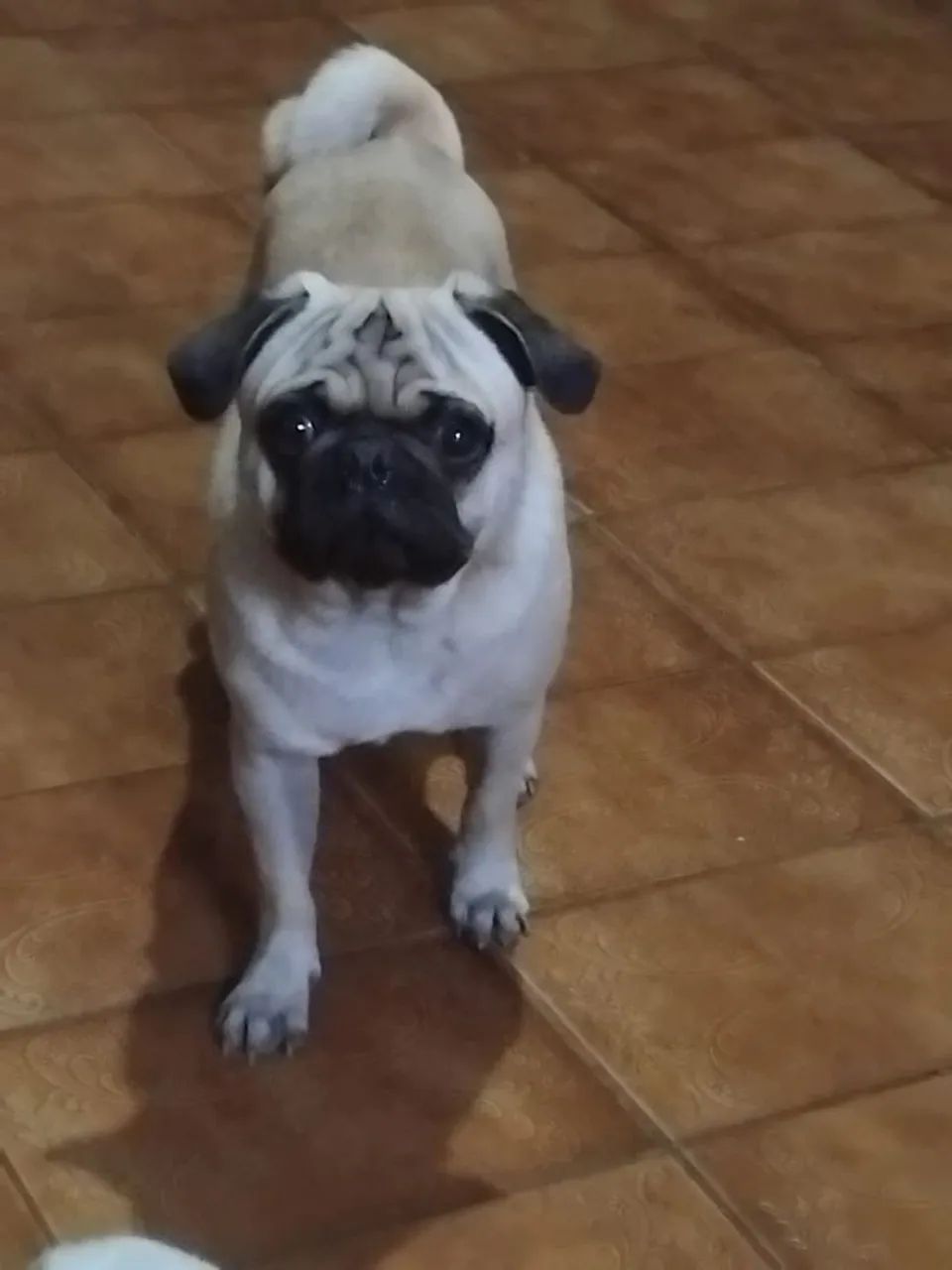 Procurando namorada tem 2 anos 