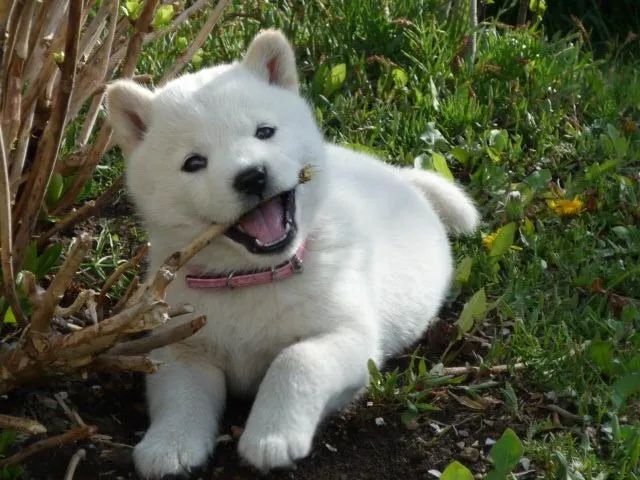 Shiba inu  - Foto 2