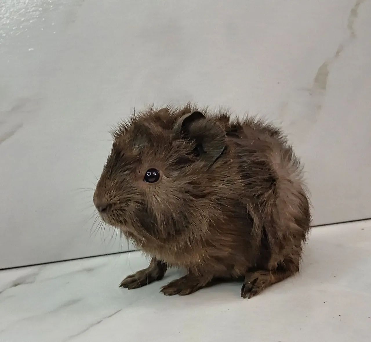 Porquinho da india - Foto 3