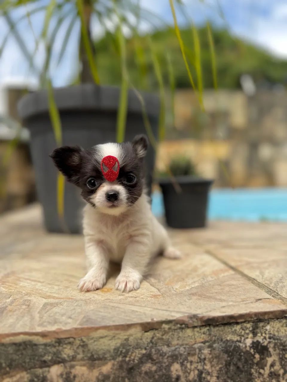 Chihuahua Tendência 
