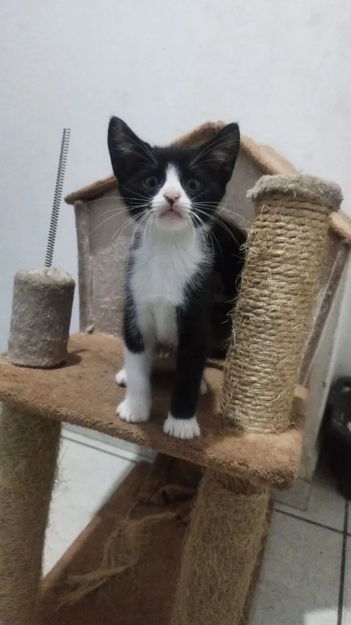 DOAÇÃO FILHOTE FÊMEA GATINHA GATA - Foto 2