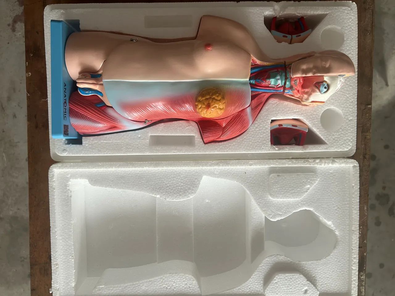 Modelo anatômico 46 cm altura corpo humano . Não entrego, retirar no local .
