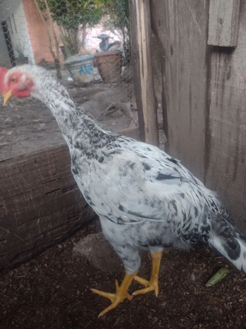 Frango caipira - Foto 4
