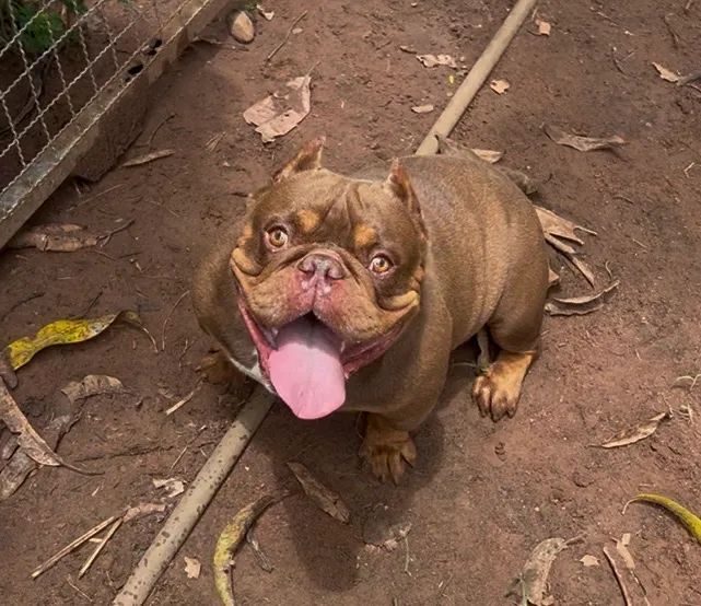 American Bully - Foto 3