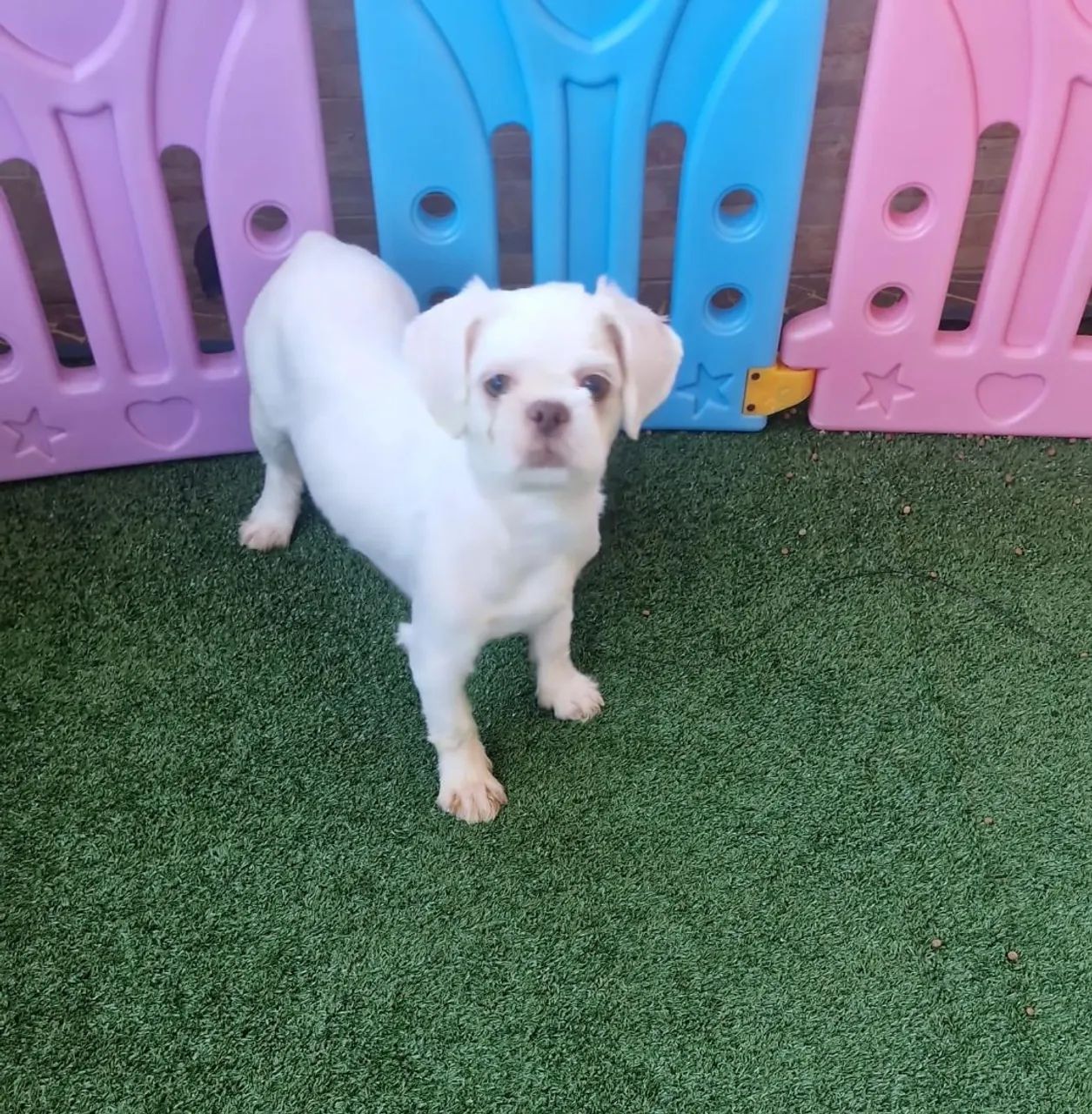 Macho de shihtzu 