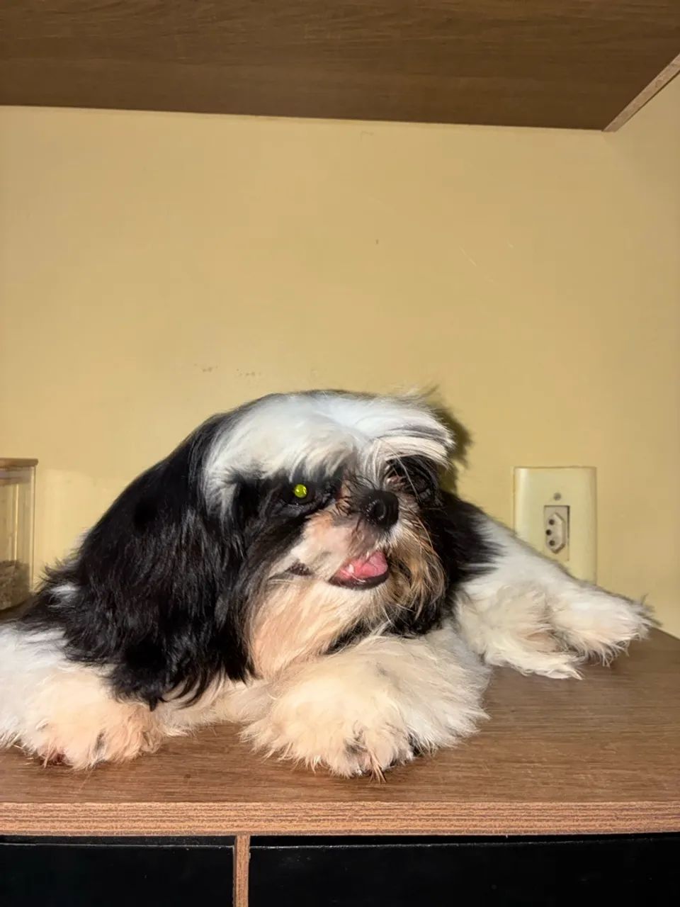 Cachorro shitzu  - Foto 2