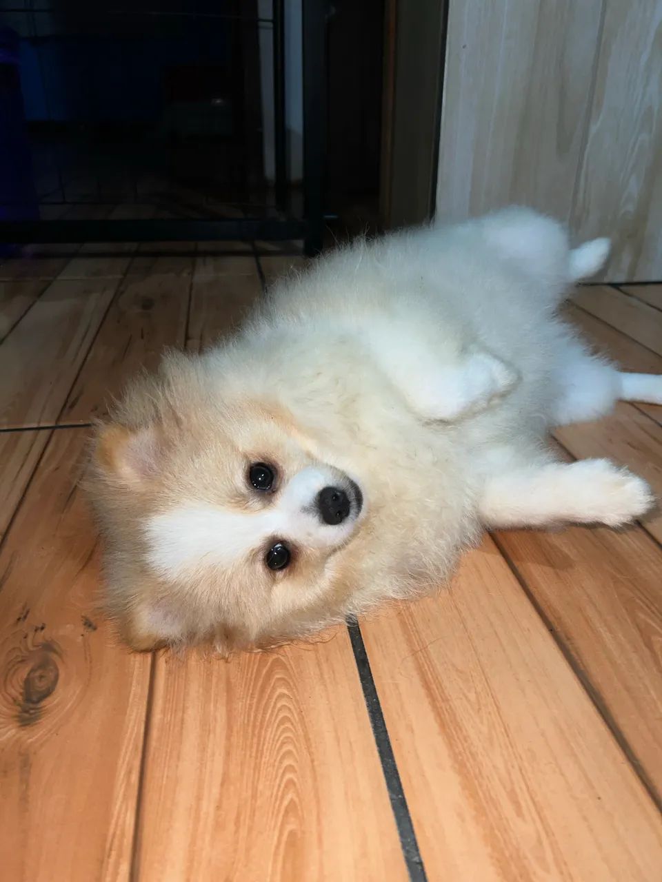 Spitz Alemão  - Foto 2