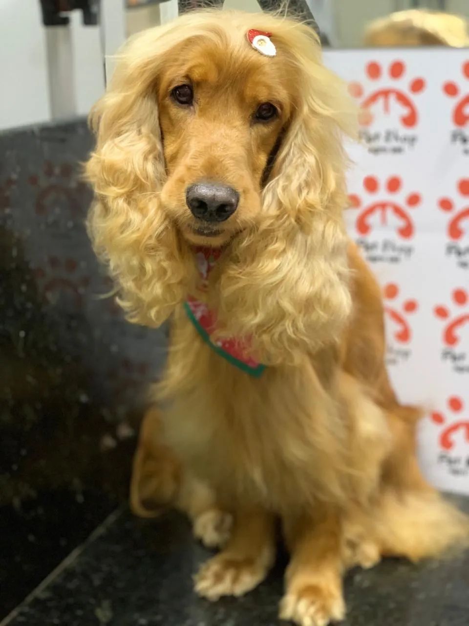 Filhote  Cocker Spaniel  - Foto 5