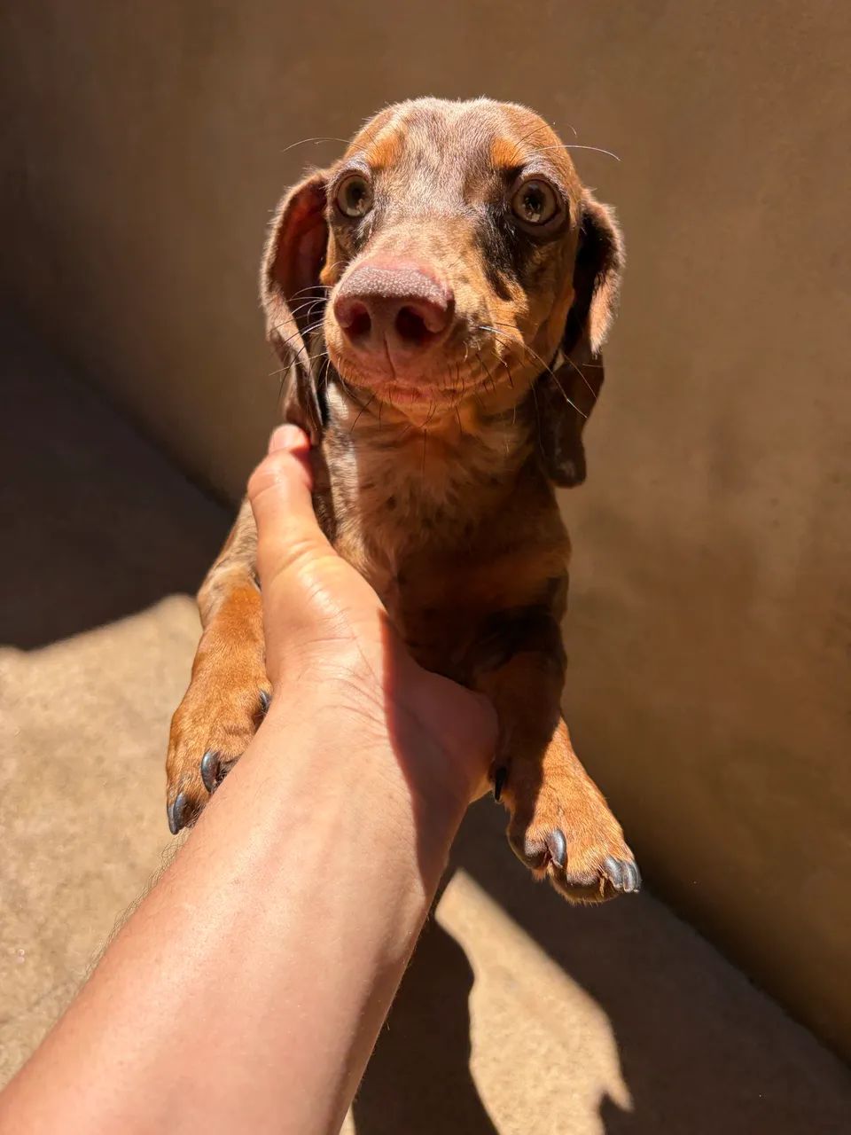 Cachorro - Foto 3