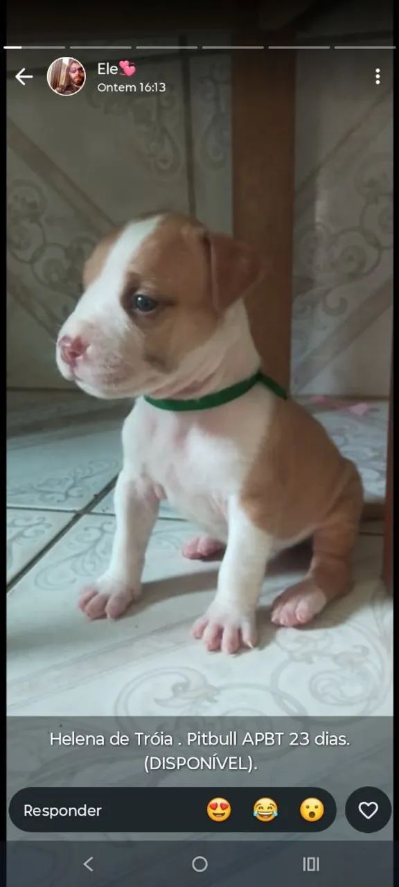 Filhote de PIT Bull APBT - Foto 2