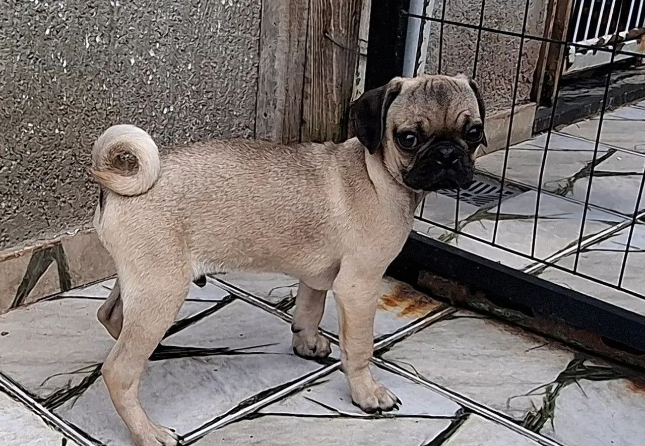 Filhotes de pug pronta entrega  - Foto 2