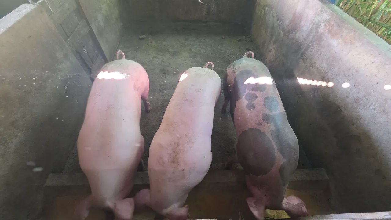 Vendo suínos para abate