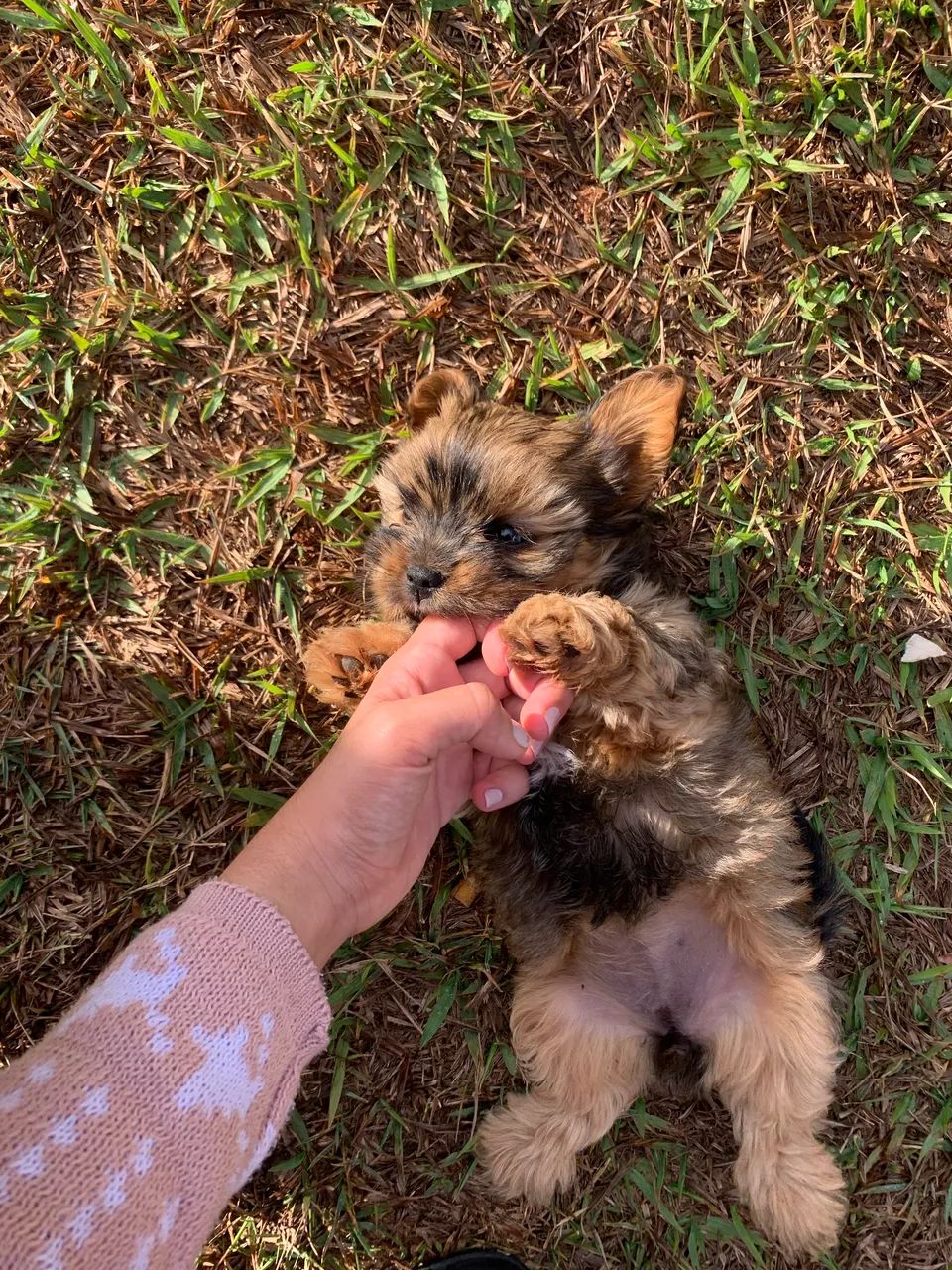 PASSEIO COM CÃES - DOG WALKER  - Foto 4