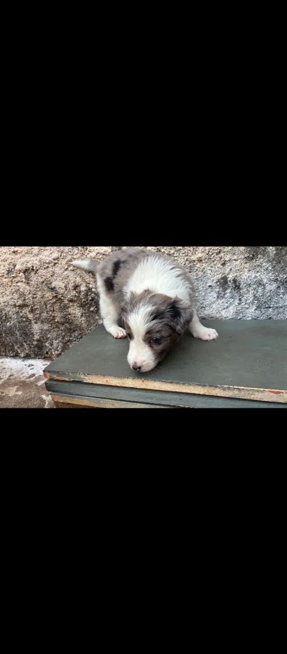 Border collie  - Foto 4