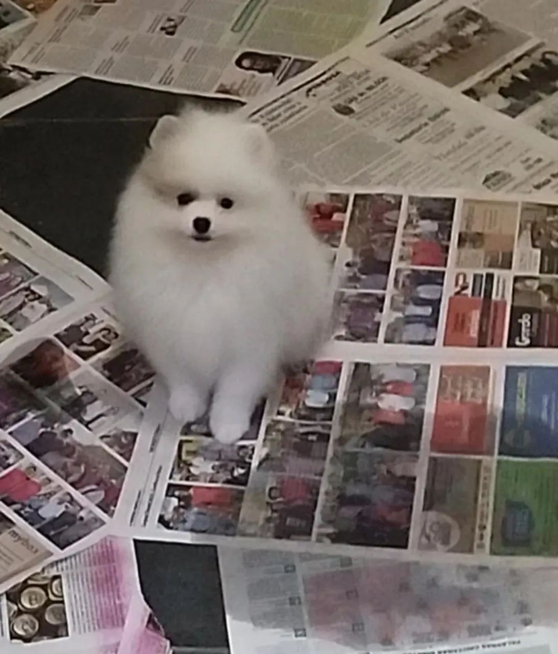 Machinhos branco de Spitz  - Foto 2