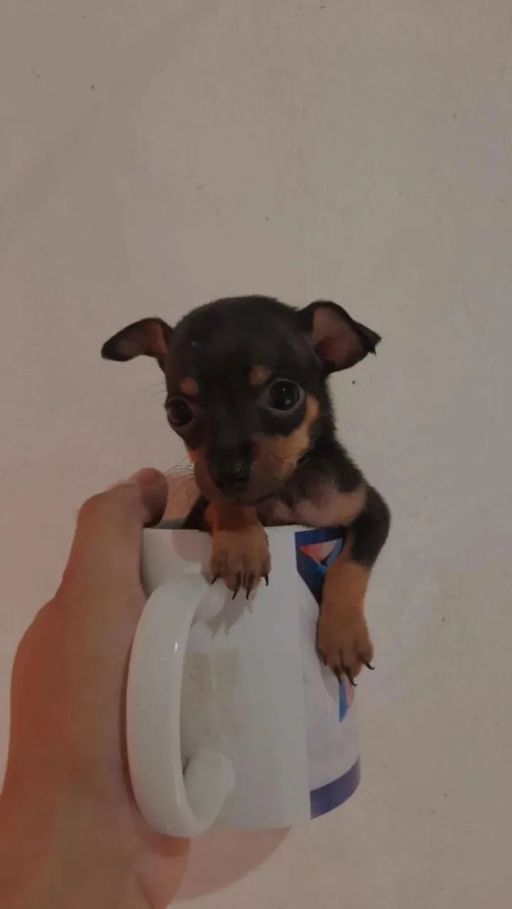 Pinche 0 - Foto 3