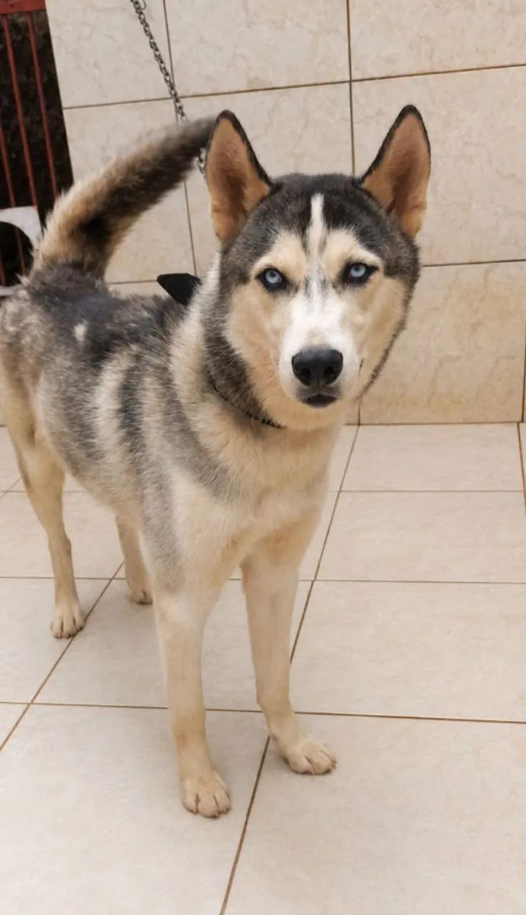  HUSKY SIBERIANO MACHO 