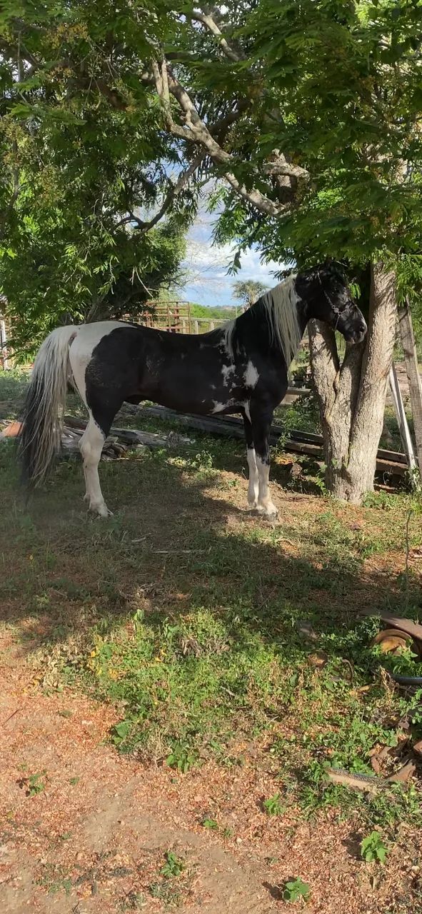 Cavalo mangalarga pampa de preto homozigoto, 6 anos de idade - Foto 6