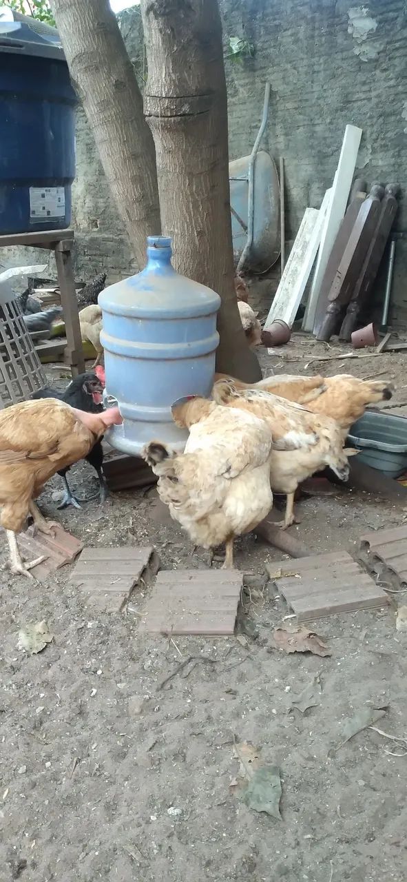 Galinha tipo caipira 