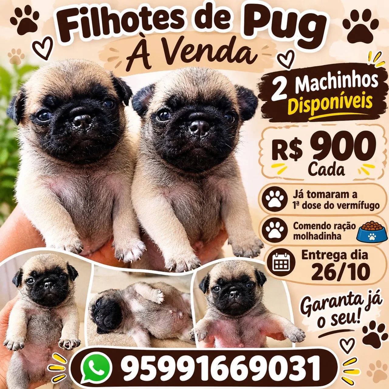 Vende-se filhotes de pug  - Foto 2
