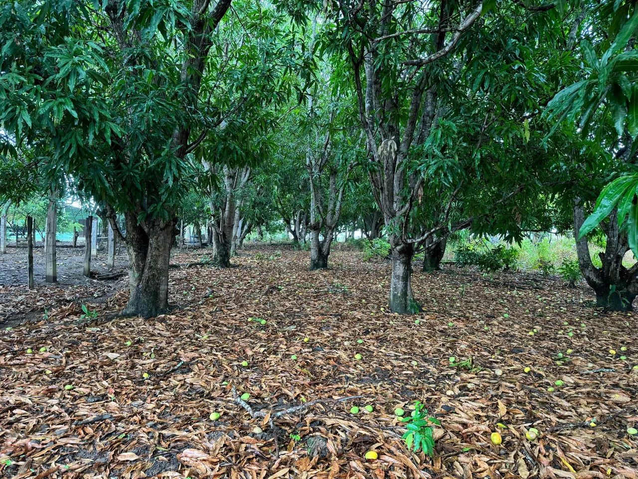 Vendo ótima chácara  - Foto 2