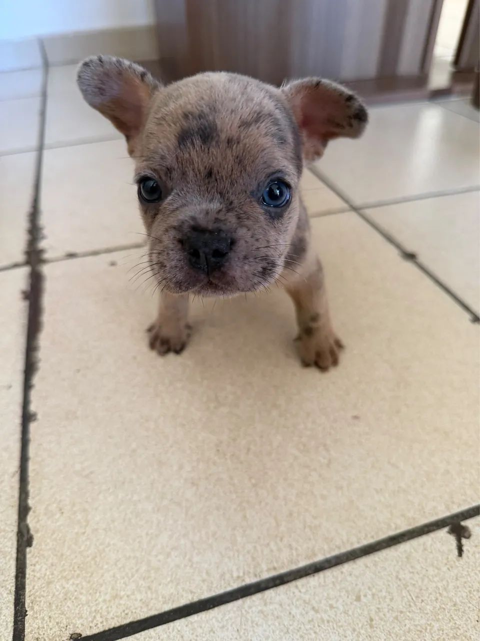 Filhotes de Buldogue francês  - Foto 5