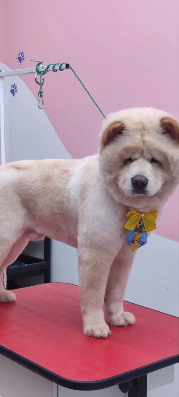 Chow chow  - Foto 2