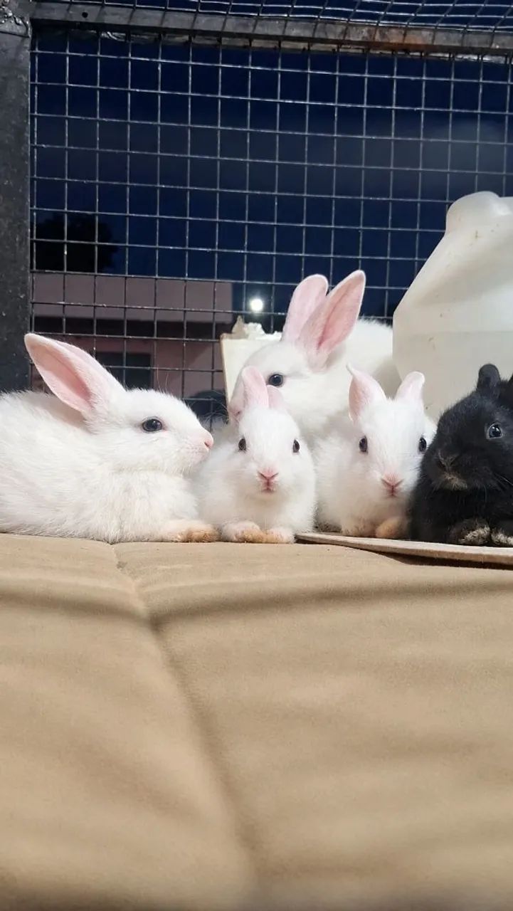 Coelhos