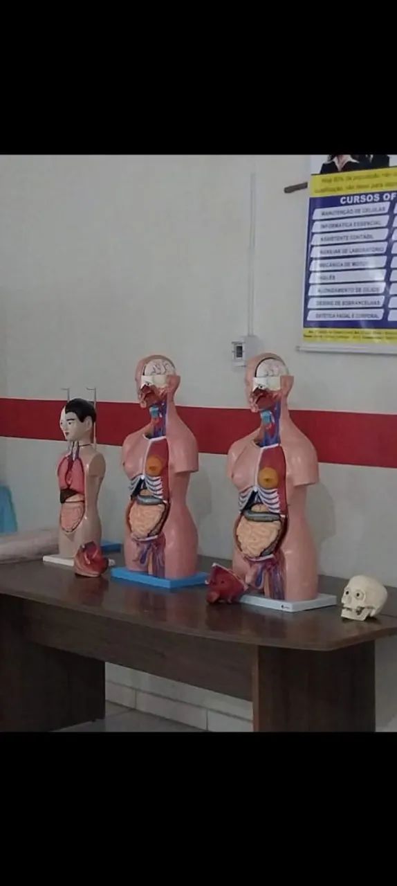 Torso Humano Bissexual - Foto 3