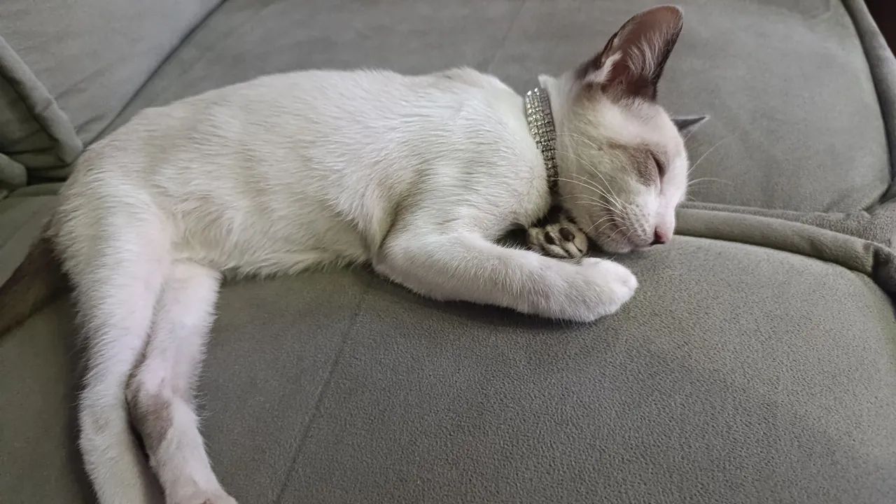 Gato