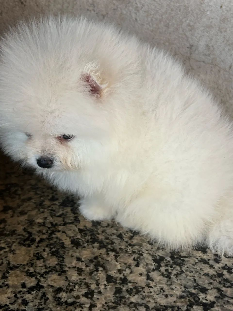 Spitiz alemão - Foto 4