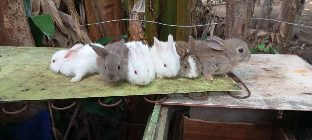 Filhotes de Coelho da Raça Rex - Foto 4