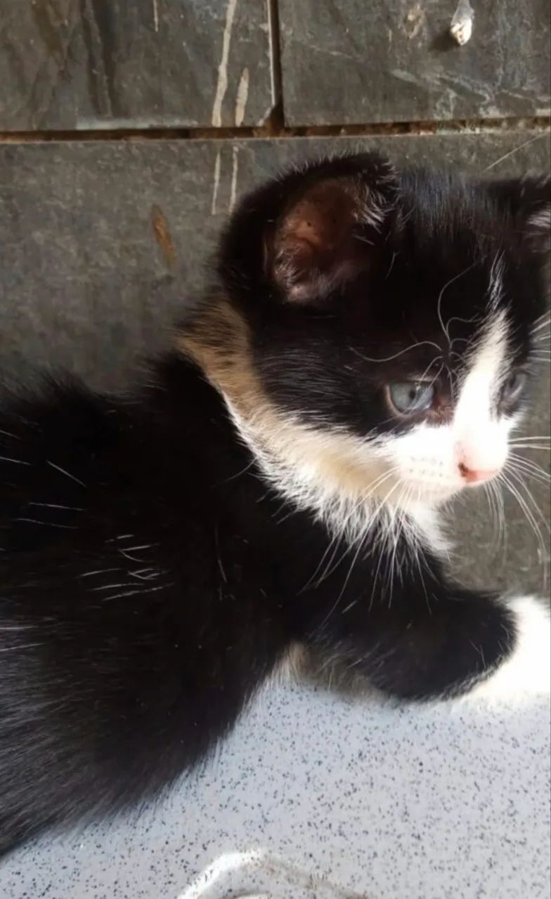 Filhote de Gatinho - Frajola - Foto 2
