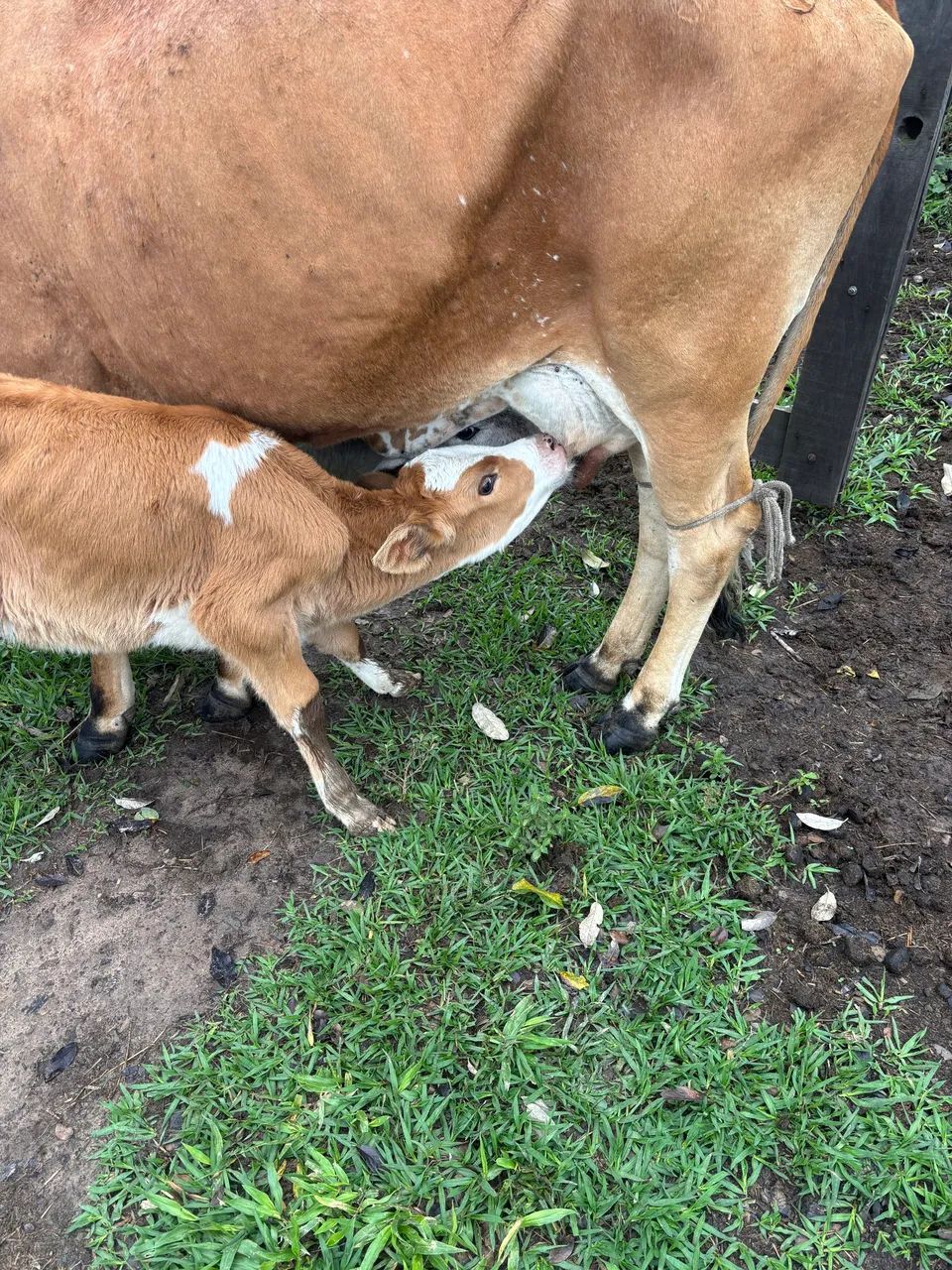 Vaca e duas Bezzeras ! - Foto 3