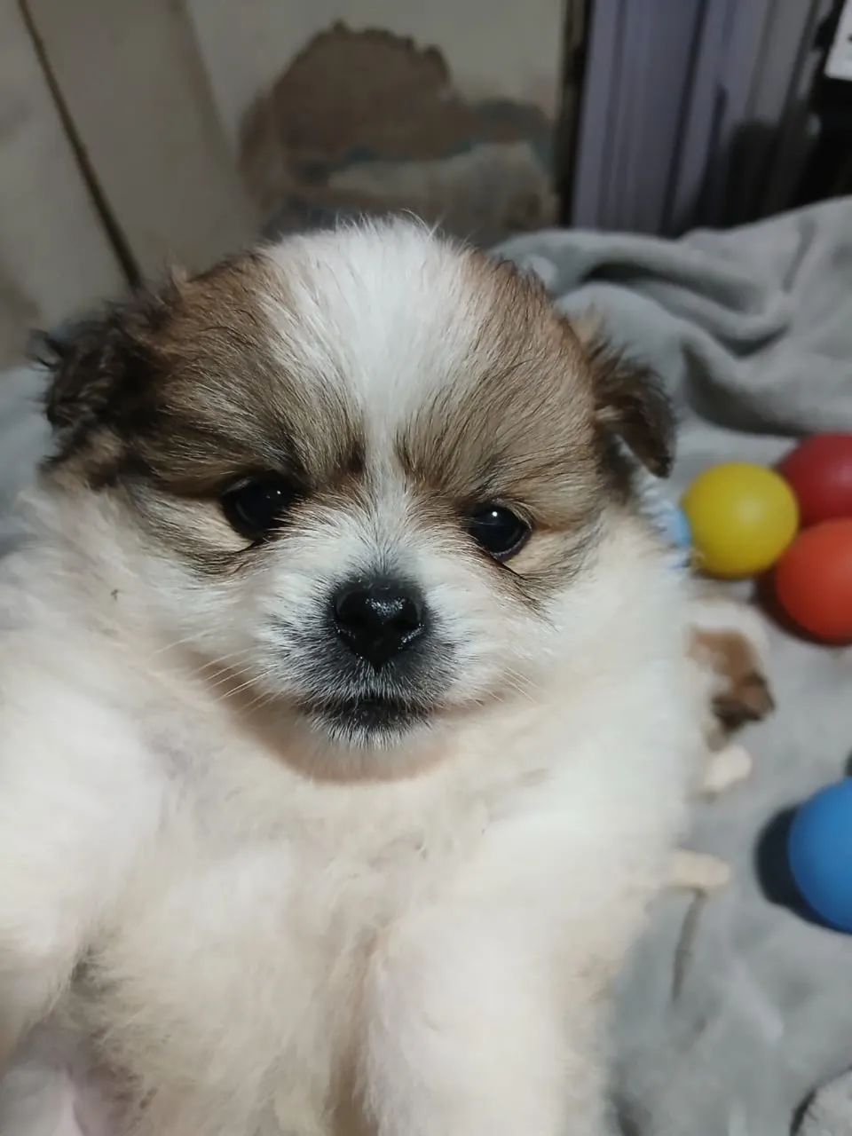Filhotes Spitz Alemão  - Foto 2