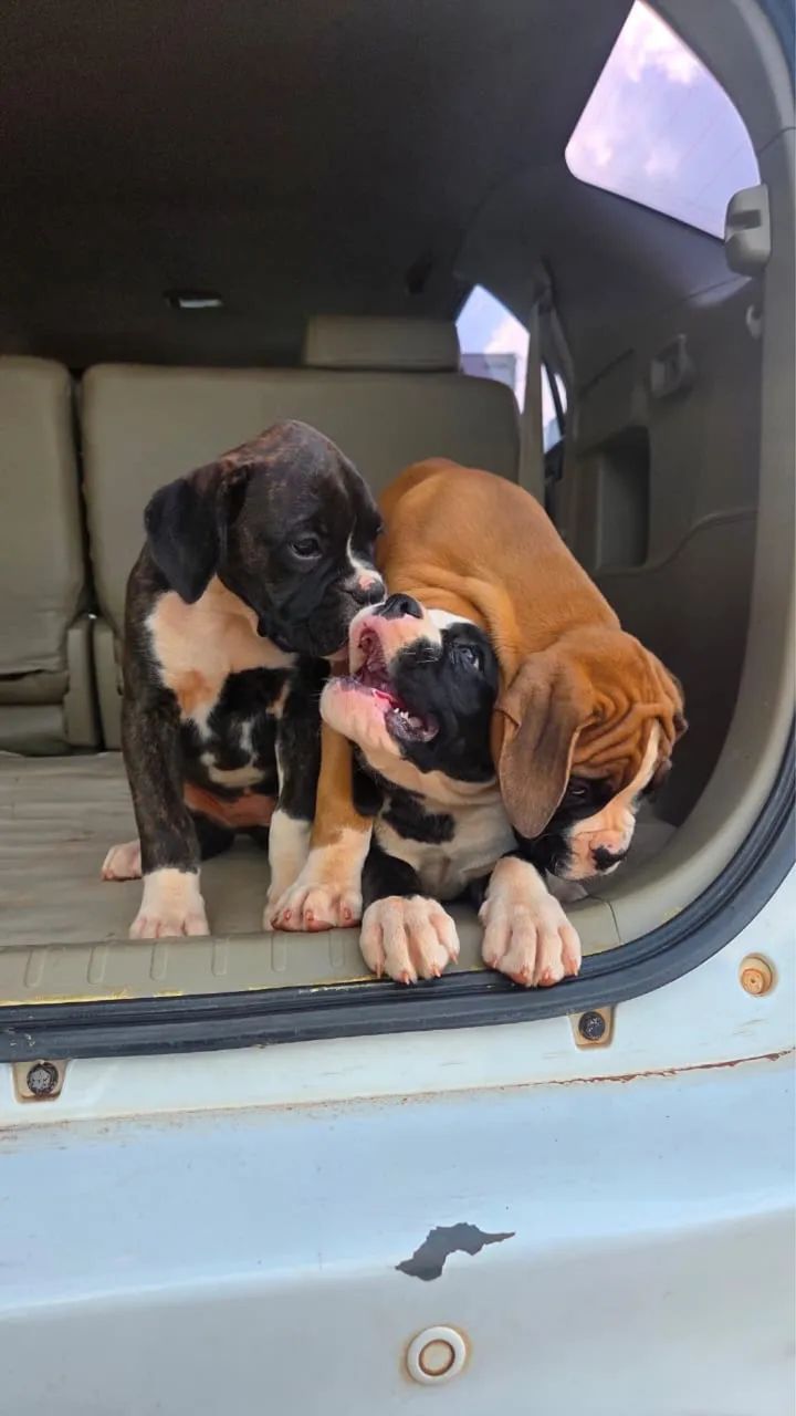 Filhotes de Boxer