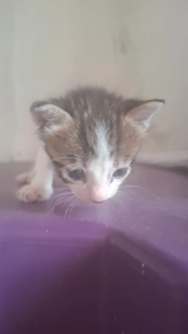 Gato