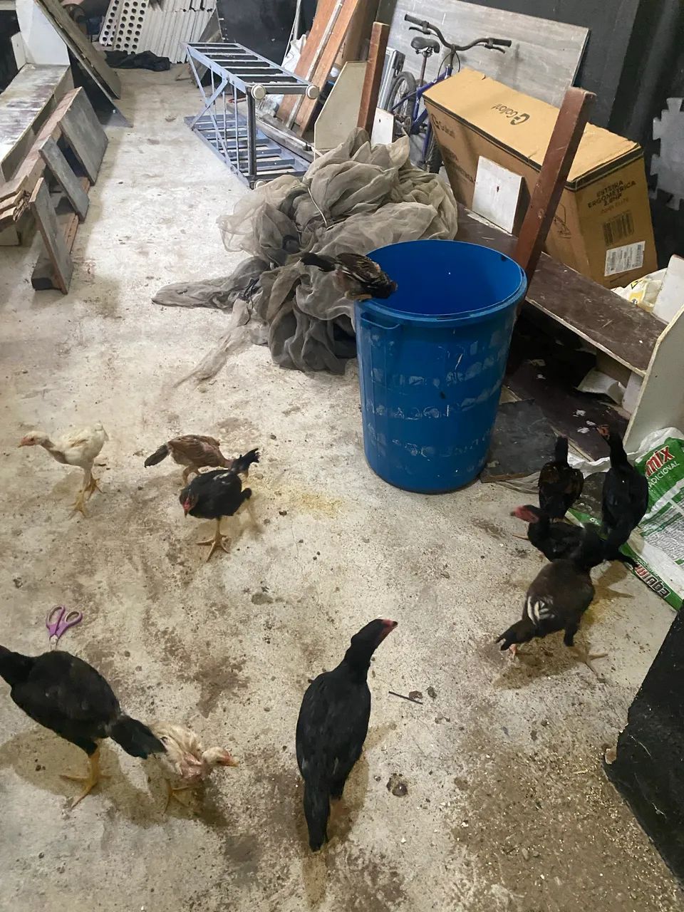 Animais - Foto 4