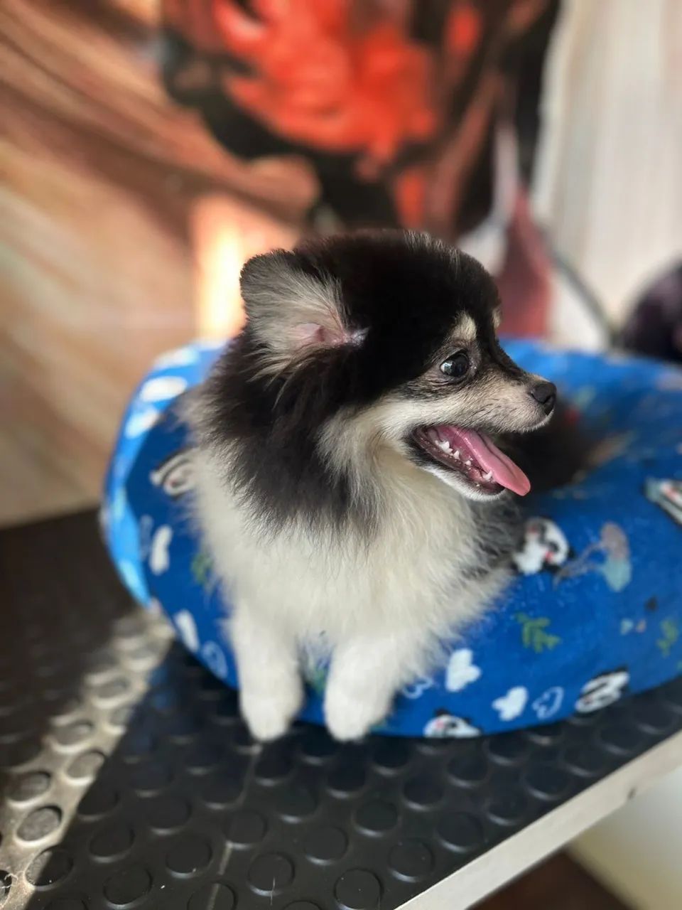 Spitz - Foto 3